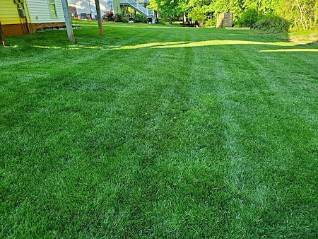 Signs Your Lawn Needs Fertilization This Summer